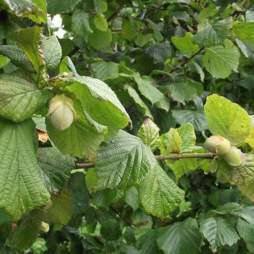 Lazdynas paprastasis (Corylus avellana) 'Cosford'