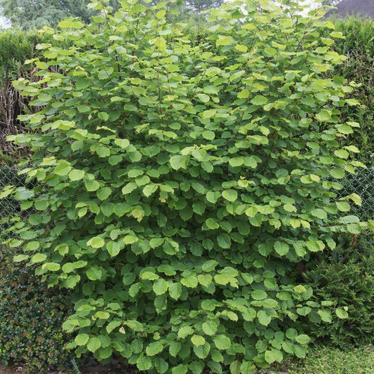 Lazdynas paprastasis (Corylus avellana) 'Cosford'
