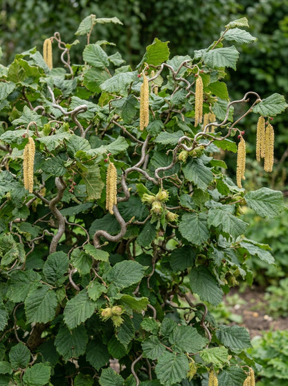 Lazdynas paprastasis (Corylus avellana) 'Medusa'
