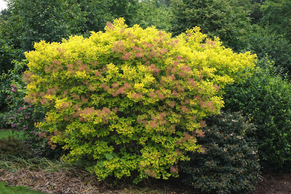 Pūkenis europinis (Cotinus coggygria) 'Golden Spirit'