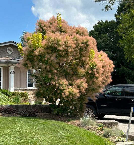 Pūkenis europinis (Cotinus coggygria) 'Golden Spirit'