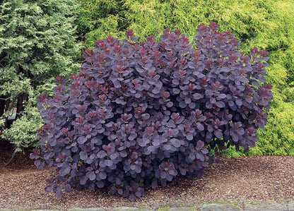 Pūkenis europinis (Cotinus coggygria) 'Royal Purple'