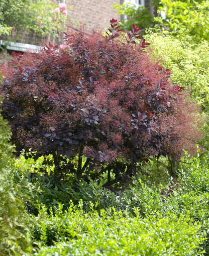 Pūkenis europinis (Cotinus coggygria) 'Royal Purple'
