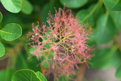 Pūkenis europinis (Cotinus coggygria) 'Young Lady'