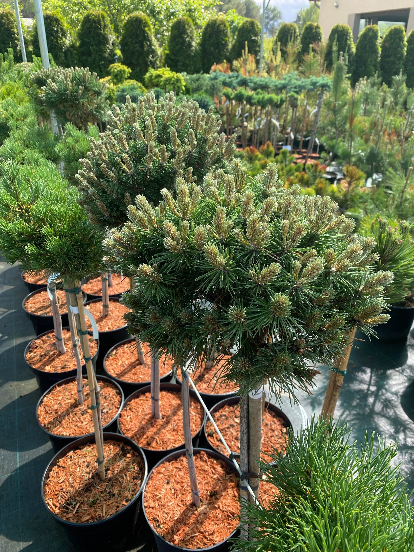 Pušis kalninė (Pinus mugo) 'Benjamin' Pa