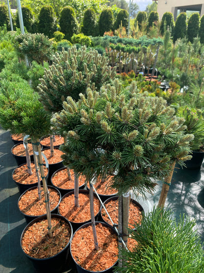 Pušis kalninė (Pinus mugo) 'Benjamin' Pa