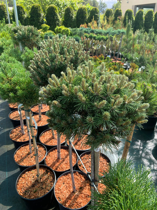 Pušis kalninė (Pinus mugo) 'Benjamin' Pa