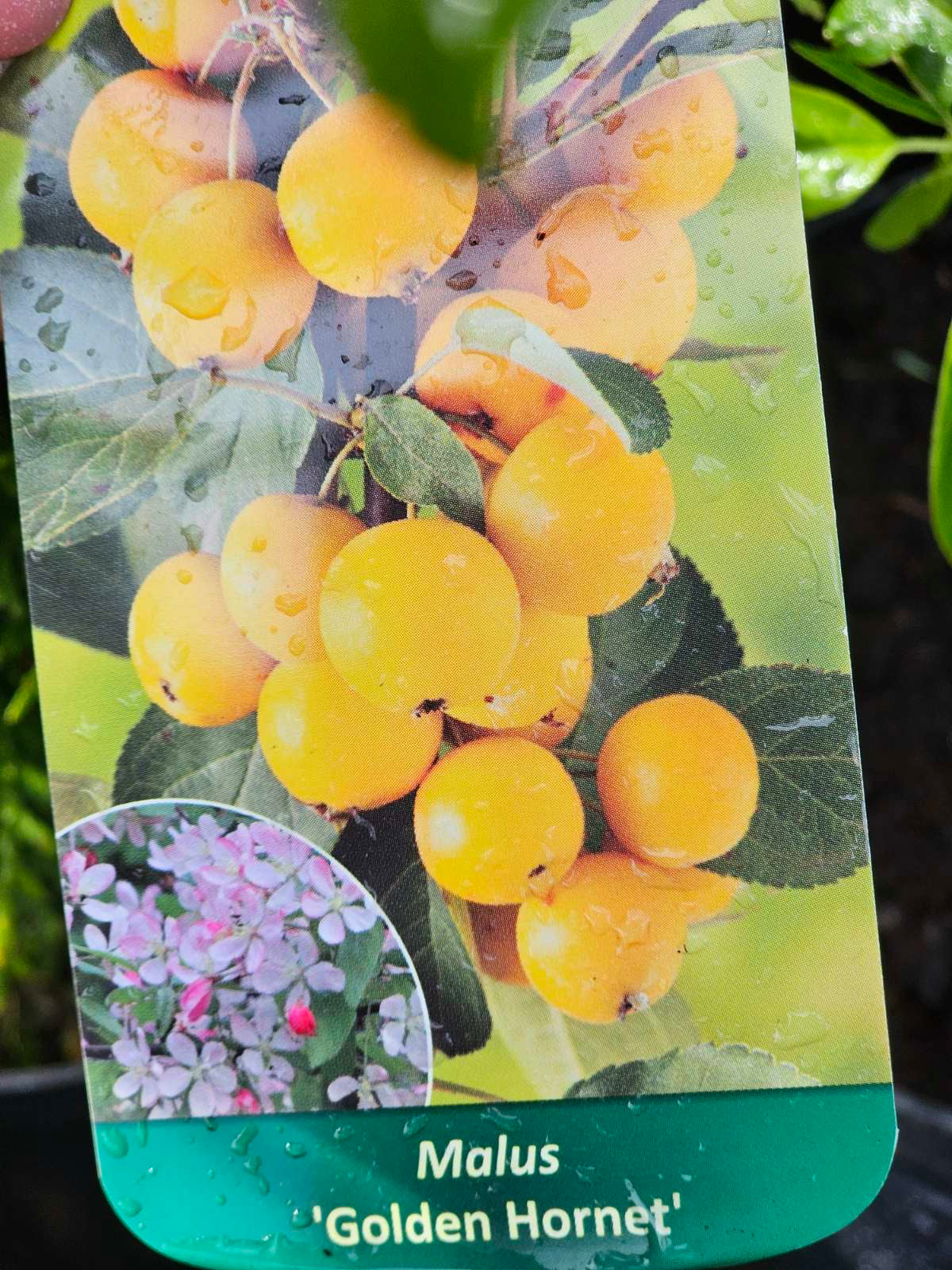 Obelis rojaus (Malus) 'Golden Hornet'