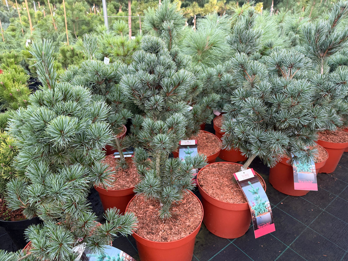Pušis smulkiažiedė (Pinus parviflora) 'Negishi'