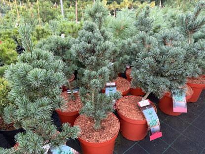 Pušis smulkiažiedė (Pinus parviflora) 'Negishi'