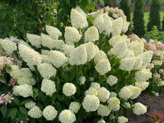 Hortenzija šluotelinė (Hydrangea paniculata) 'Phantom'