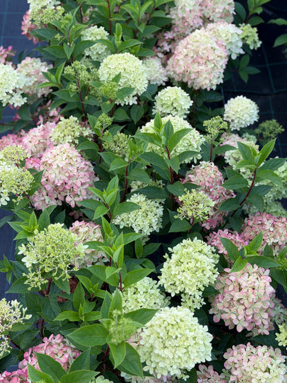 Hortenzija šluotelinė (Hydrangea paniculata) Living 'Little Rosy'