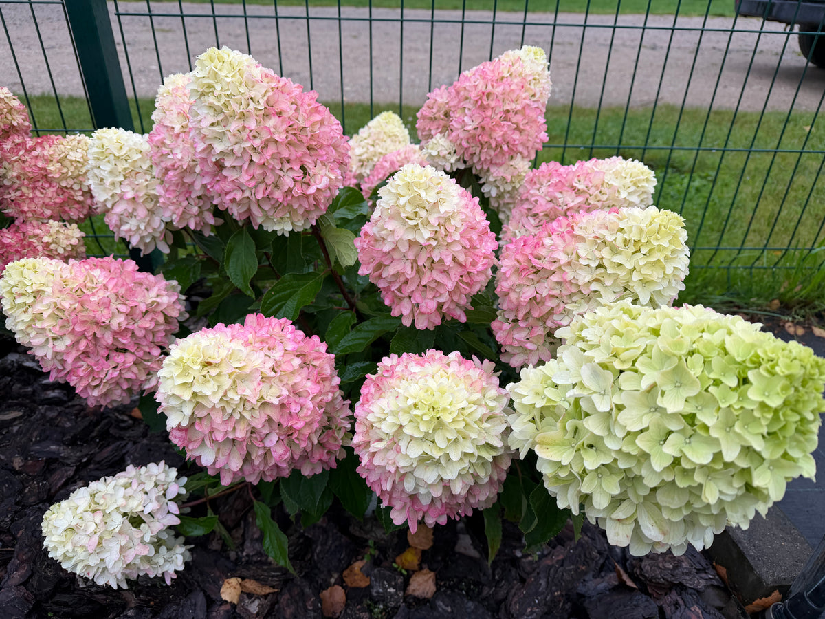Hortenzija šluotelinė (Hydrangea paniculata) 'Little Fresco'