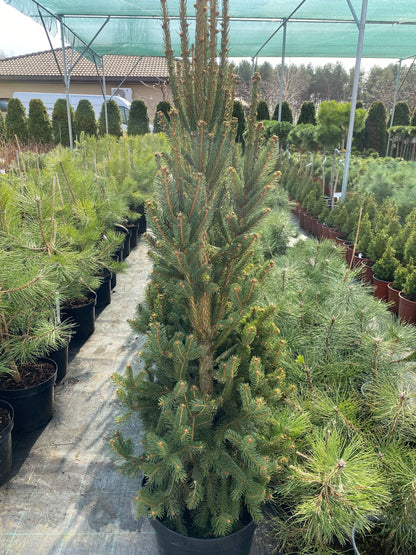 Eglė paprastoji (Picea abies) 'Cupressina'