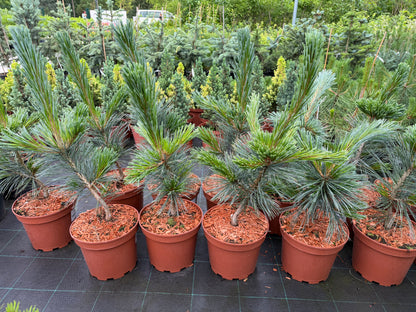 Pušis lanksčioji (Pinus flexilis) 'Vanderwolf's Pyramid'