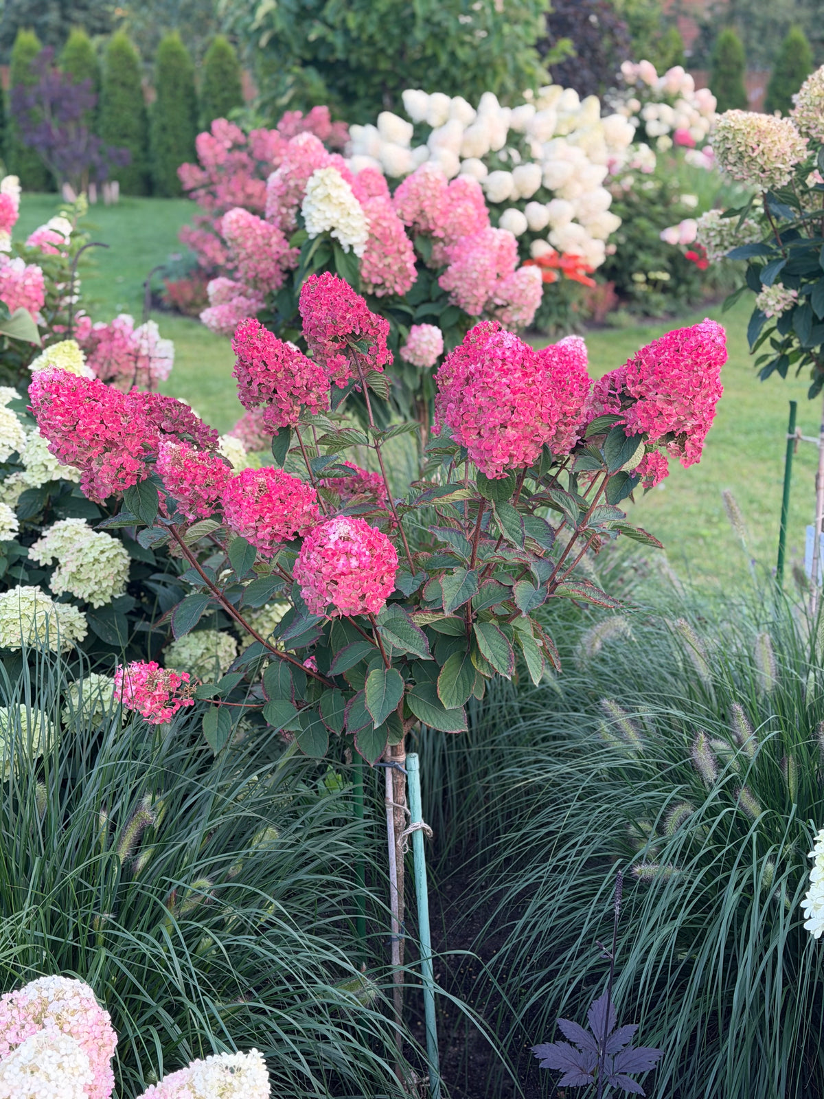 Stiebinė hortenzija šluotelinė (Hydrangea paniculata) Framboisine 'Rensam' Pa (SAMARSKAYA LIDIJA)