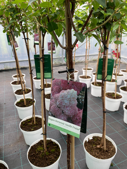 Stiebinė šluotelinė hortenzija (Hydrangea paniculata) 'Vanille Fraise' Pa