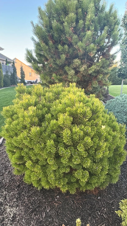 Pušis kalninė (Pinus mugo) 'Carstens Wintergold’
