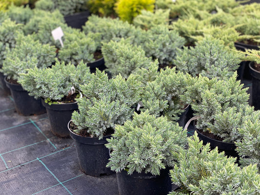 Kadagys žvynuotasis (Juniperus squamata) 'Blue Star'