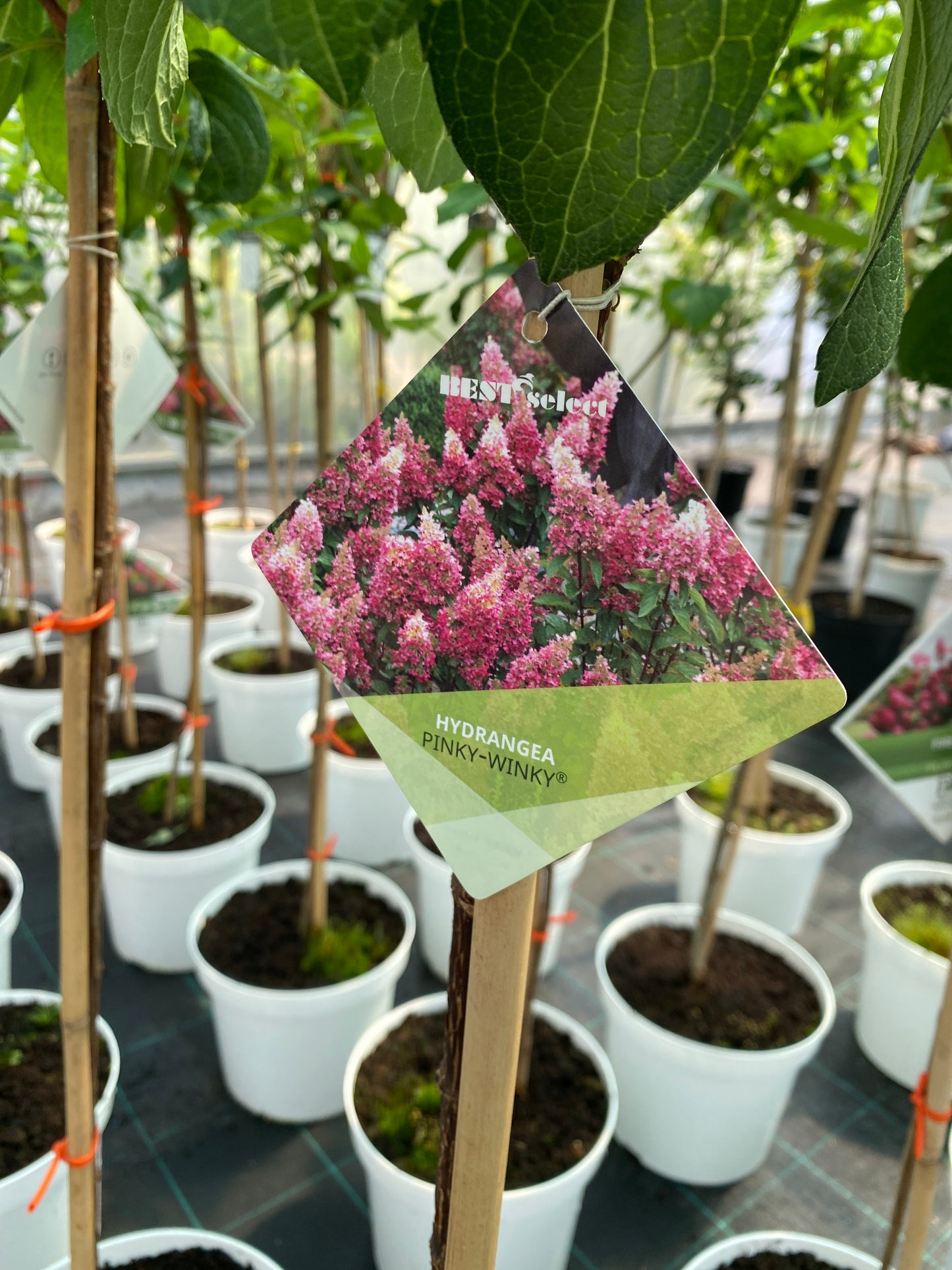 Stiebinė šluotelinė hortenzija (Hydrangea paniculata) 'Pinky Winky' Pa