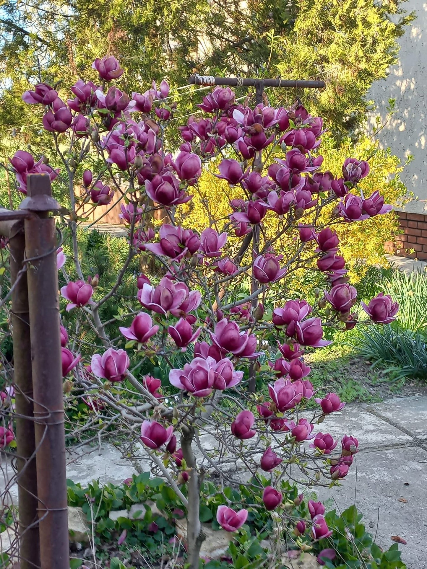 Magnolija sulanžo (Magnolia soulangeana) 'Genie'