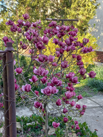 Magnolija sulanžo (Magnolia soulangeana) 'Genie'