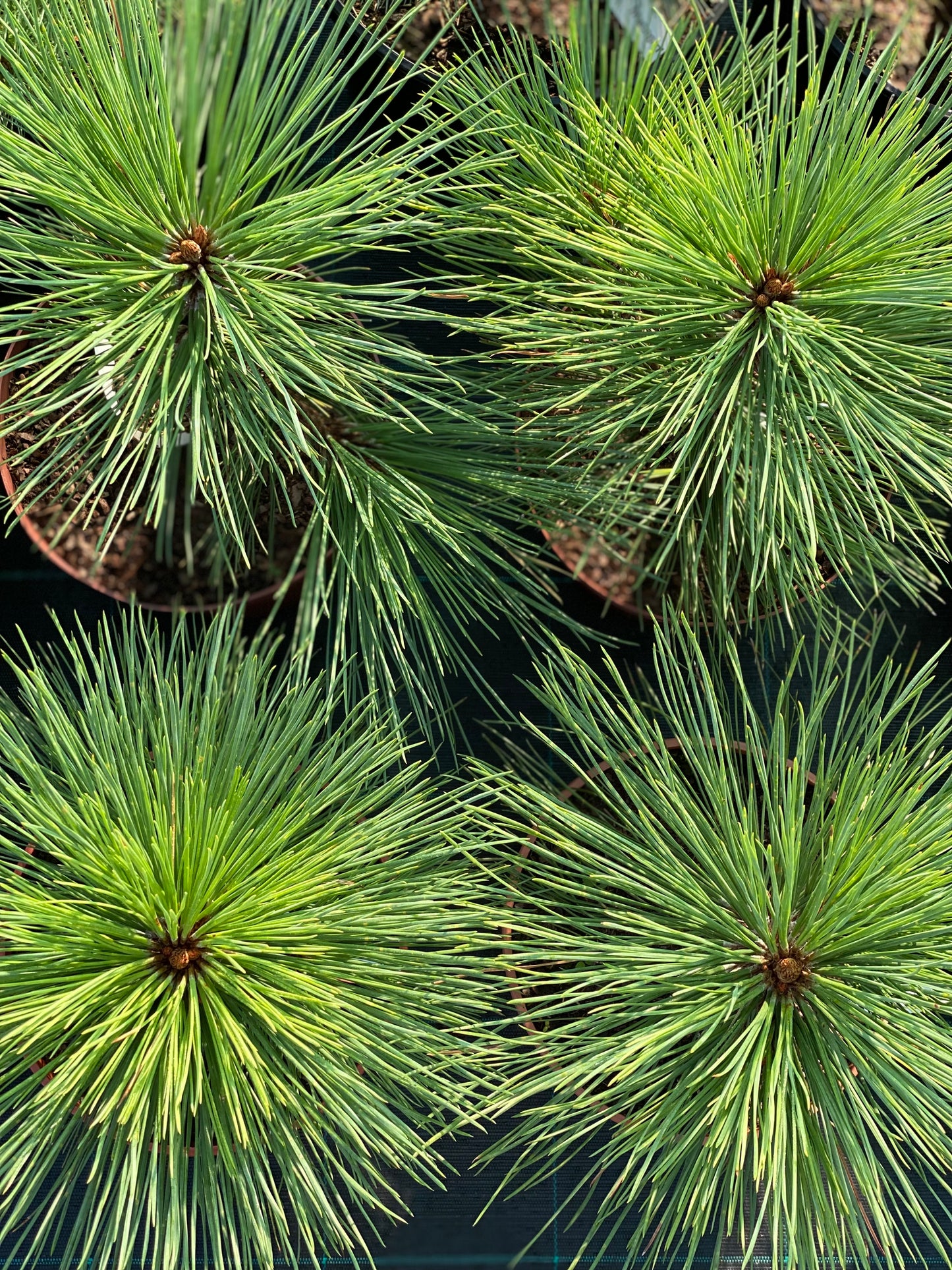 Pušis žefrėjaus (Pinus jeffreyi) 'Joppi'