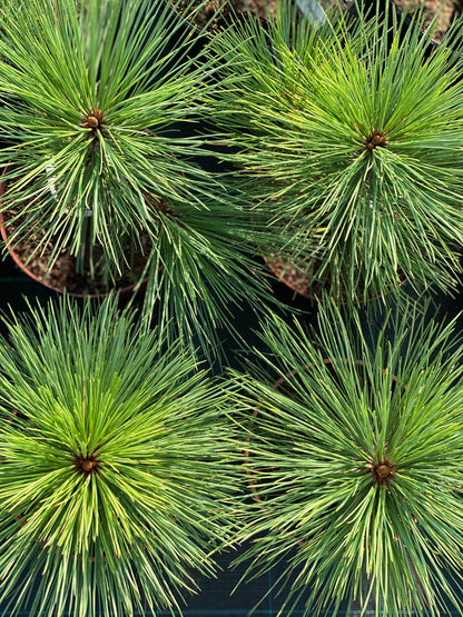 Pušis žefrėjaus (Pinus jeffreyi) 'Joppi'