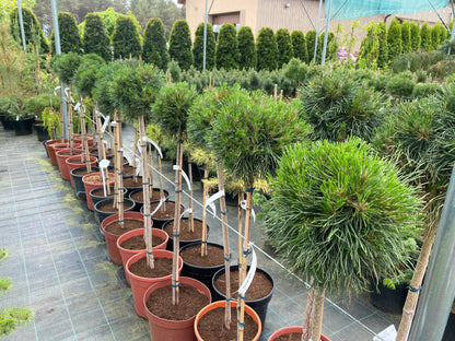Pušis kalninė (Pinus mugo) 'Varella' Pa