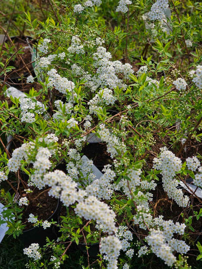 Lanksva pilkoji  (Spiraea cinerea) 'Grefsheim'
