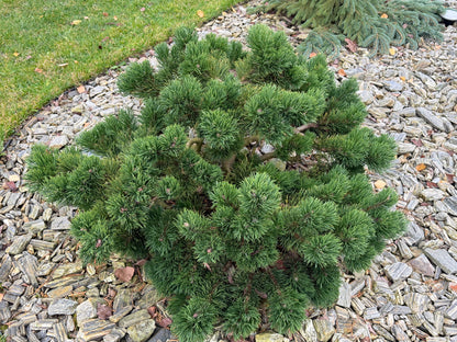 Pušis kalninė (Pinus mugo) 'Jacobsen'