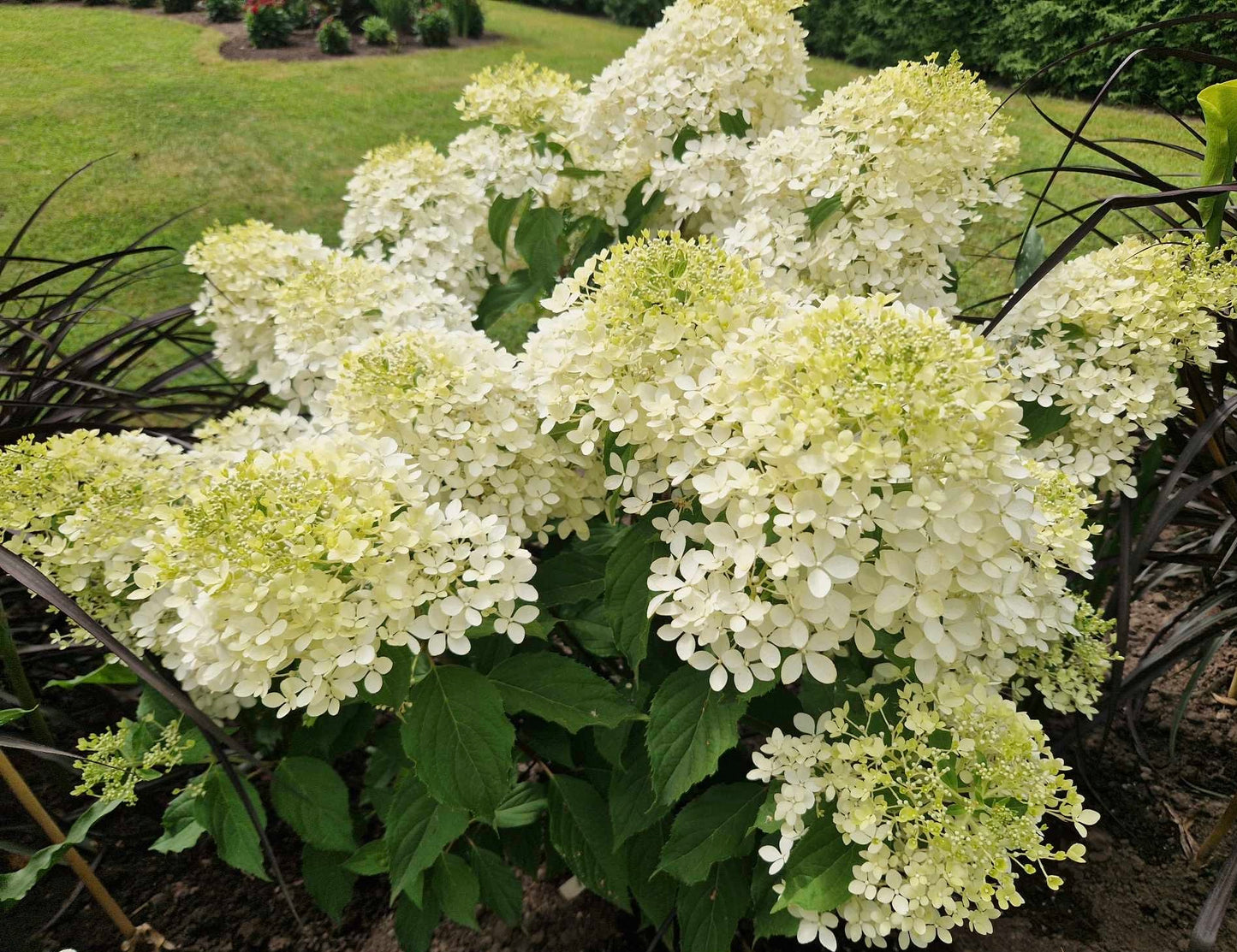 Hortenzija šluotelinė (Hydrangea paniculata) 'Mega Pearl'