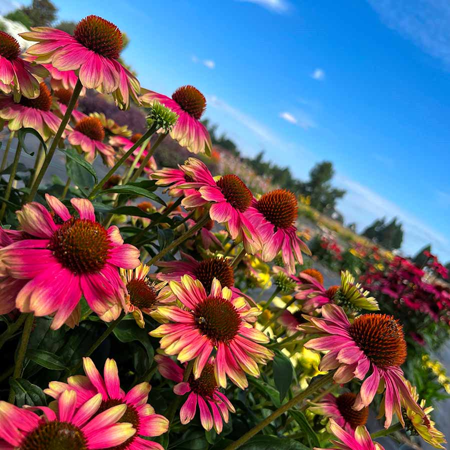 Ežiuolė (Echinacea) 'Kismet Pink Lemoniade'