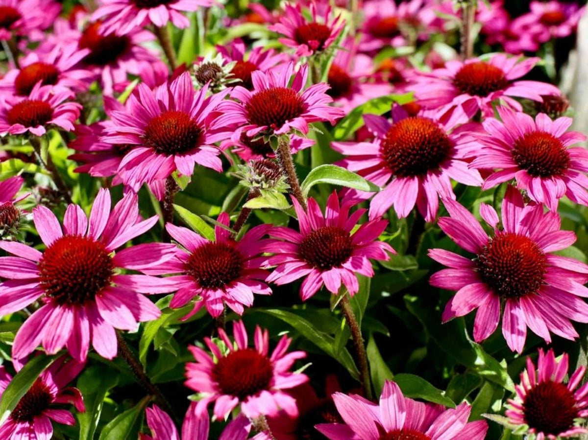 Ežiuolė (Echinacea) 'Meditation Purple'