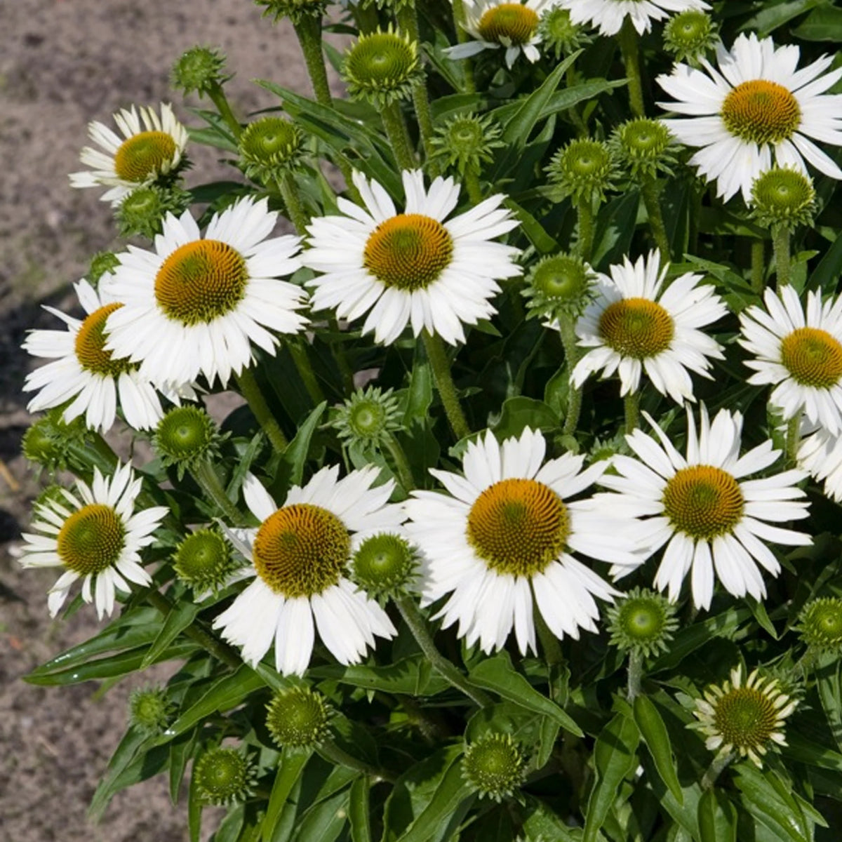 Ežiuolė (Echinacea) 'Meditation White'