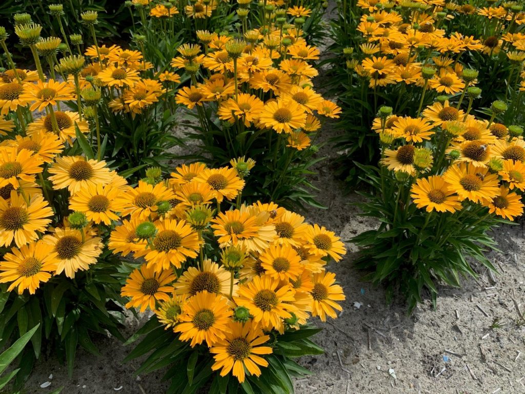 Ežiuolė (Echinacea) 'PickUp Yellow'
