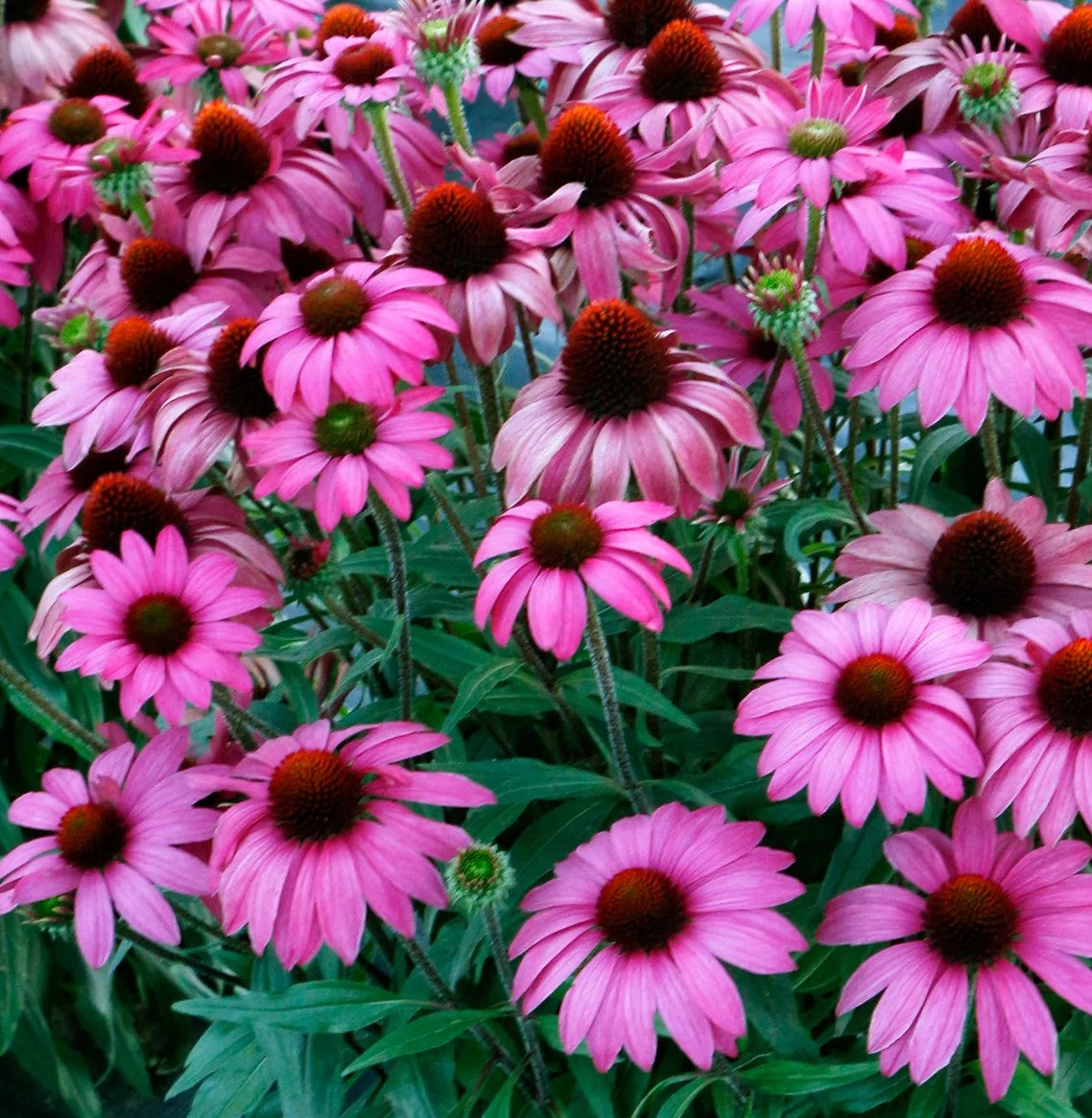 Ežiuolė (Echinacea) 'Prima Berry'