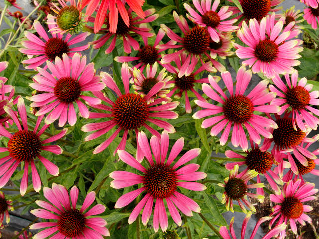 Ežiuolė (Echinacea) 'Prima Spider'