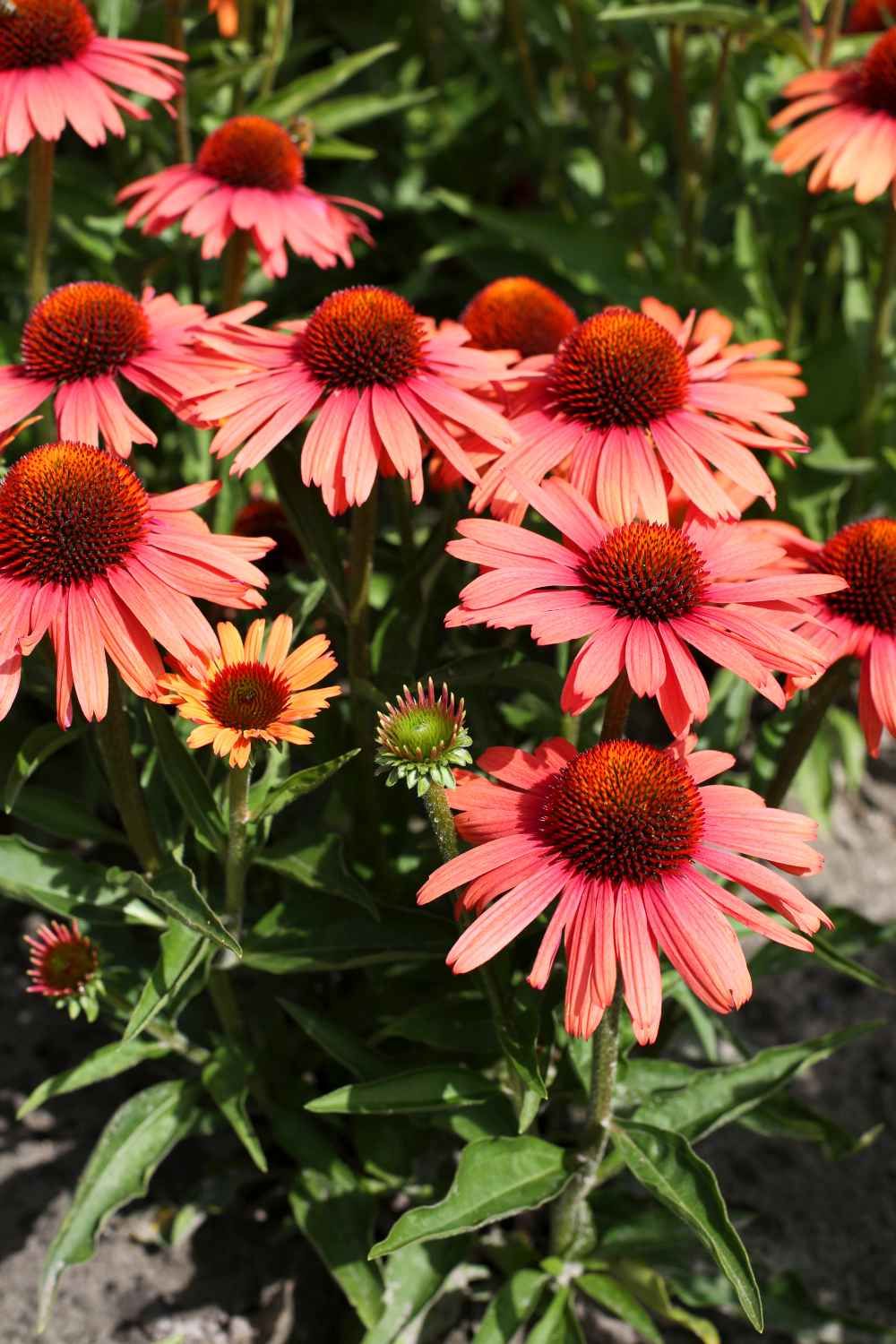 Ežiuolė (Echinacea) 'Sensation Orange'