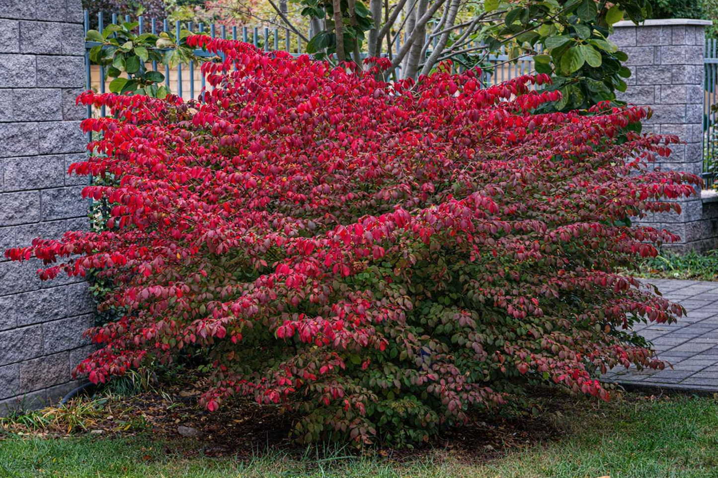 Ožekšnis sparnuotasis (Euonymus alatus) 'Chicago Fire’