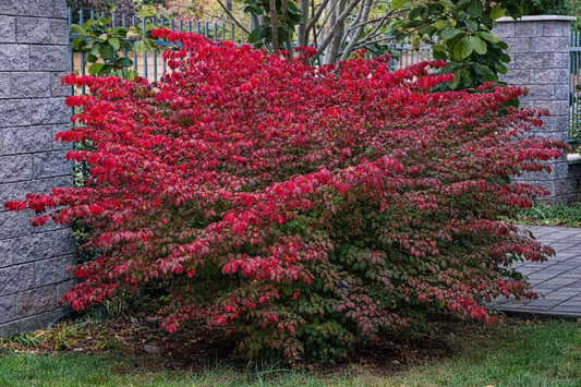 Ožekšnis sparnuotasis (Euonymus alatus) 'Chicago Fire’