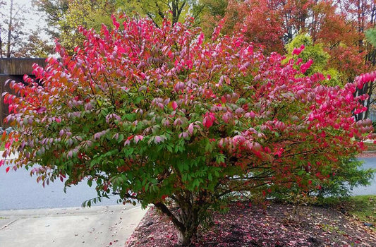 Ožekšnis sparnuotasis (Euonymus alatus) 'Compactus'
