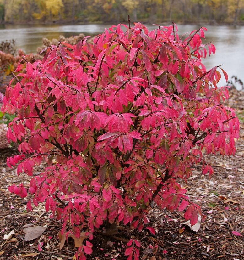 Ožekšnis sparnuotasis (Euonymus alatus) 'Fire Ball'