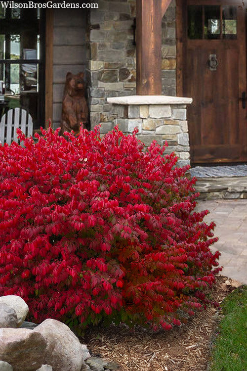 Ožekšnis sparnuotasis Little Moses (Euonymus alatus) 'Odom'