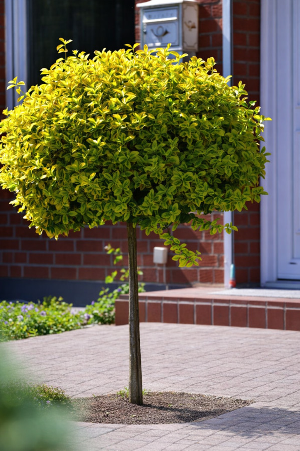 Ožekšnis fortūno (Euonymus fortunei) 'Emerald'n Gold’ Pa