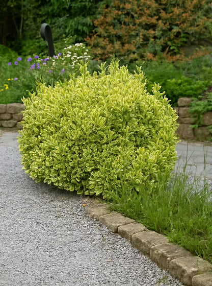 Ožekšnis japoninis (Euonymus japonicus) 'Aureomarginatus’