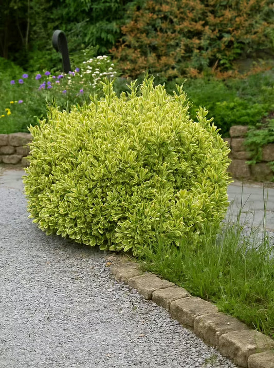 Ožekšnis japoninis (Euonymus japonicus) 'Aureomarginatus’