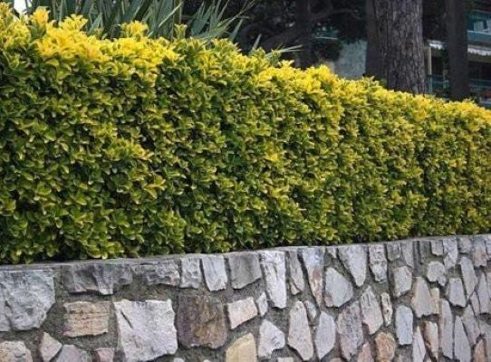 Ožekšnis japoninis (Euonymus japonicus) 'Aureomarginatus’