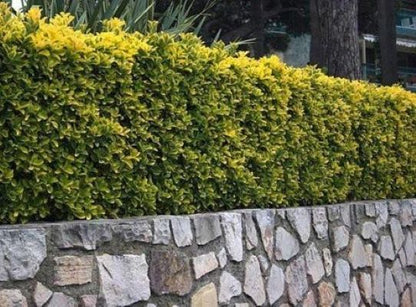 Ožekšnis japoninis (Euonymus japonicus) 'Aureomarginatus’