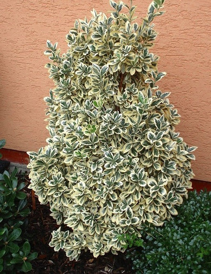 Ožekšnis japoninis (Euonymus japonicus) 'Bravo’